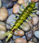 Hellgrammites for Trout Fishing and Creek Fishing