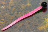 mousetail lure pink