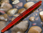 cherryseed trout worm