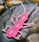 pink stonefly