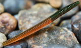 motoroil trout worm