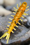 Hellgrammites for Trout Fishing and Creek Fishing